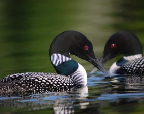 loon-bus-group